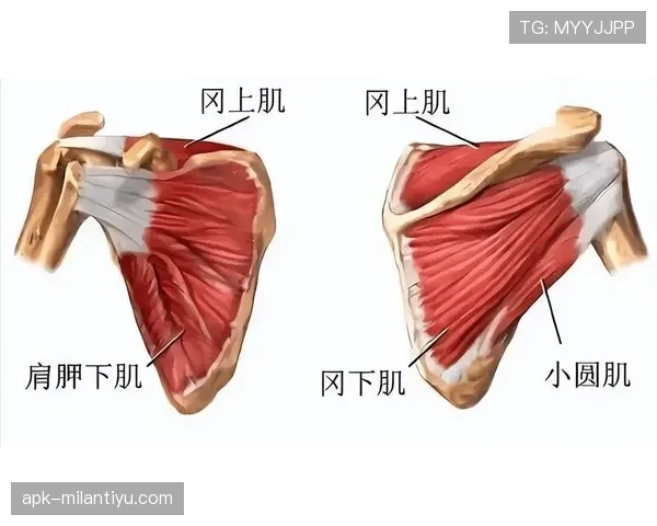身体冲撞规则:肩对肩接触与犯规判定要点 身体冲撞规则:肩对肩接触与犯规判定要点